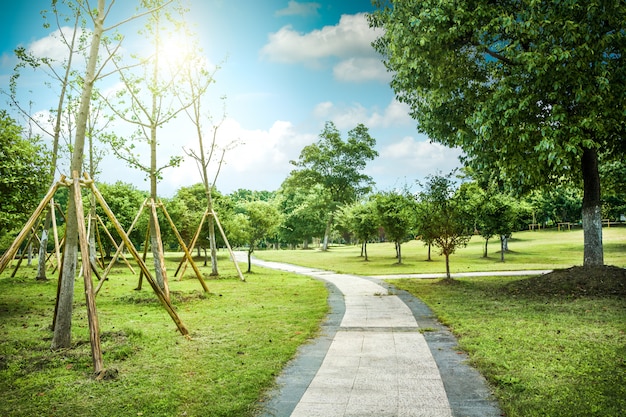 Camino en el parque