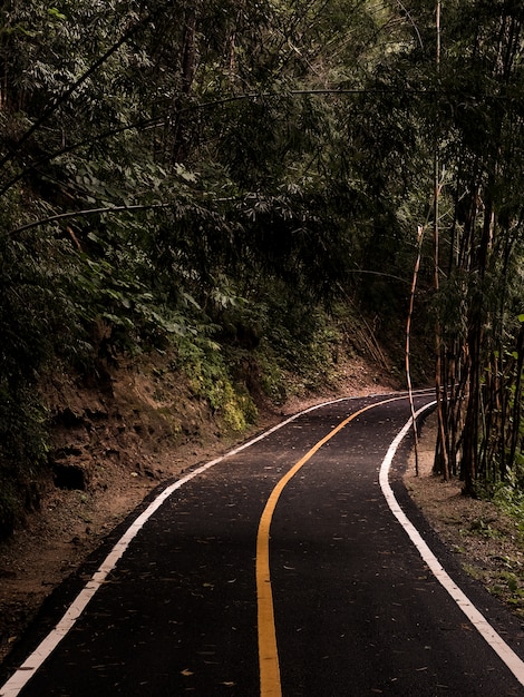 Camino, paseo en el bosque verde en el Parque Nacional de Tailandia