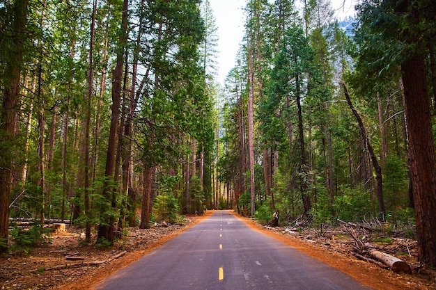 Camino pavimentado en majestuoso bosque de pinos