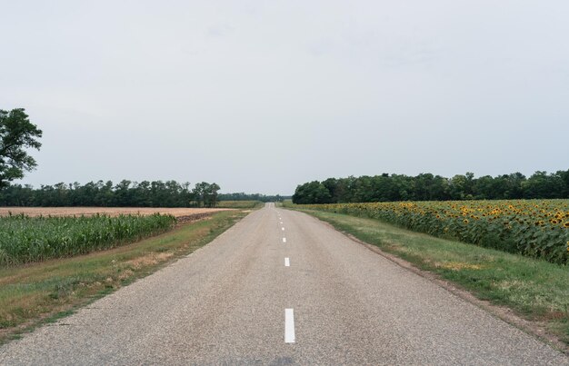 Camino pavimentado que conduce a lo largo del campo de girasol Muchos girasoles amarillos en un gran campo verde