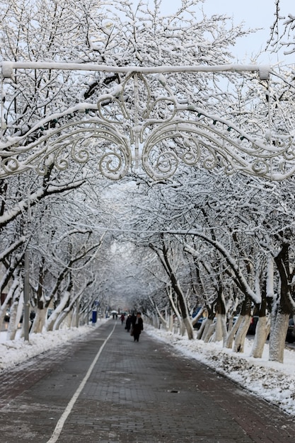 Camino peatonal árbol invierno