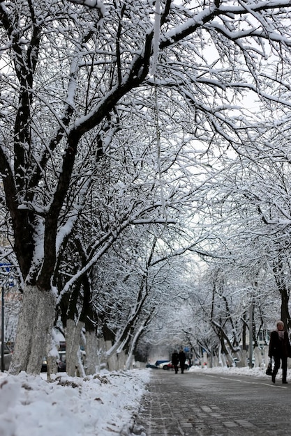 Camino peatonal árbol invierno