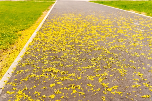 Camino peatonal en el parque de la ciudad sembrado de flores amarillas de primavera