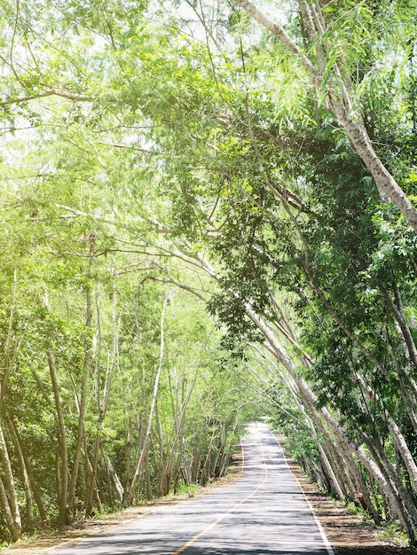 El camino de la pendiente pasa a través del túnel del árbol.