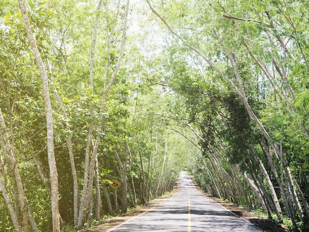 El camino de la pendiente pasa a través del túnel del árbol.