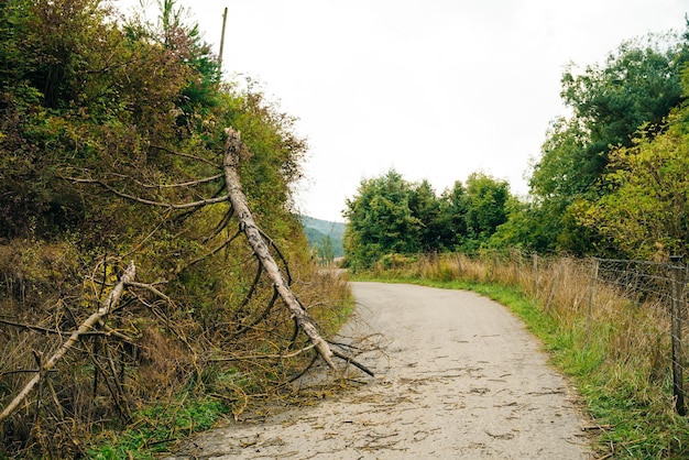 Camino de peregrinos a través del bosque a Santiago, España