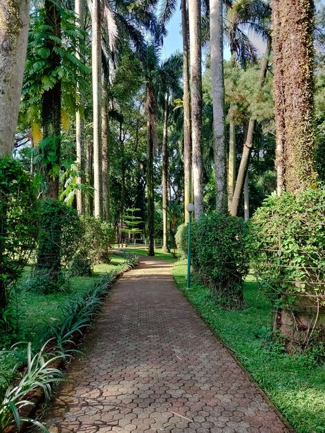 Camino a pie en el parque Langsat, uno de los parques más grandes del sur de Jakarta, Indonesia