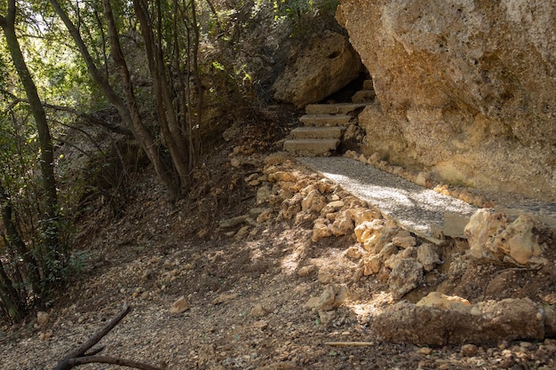 Un camino de piedra en el bosque entre árboles