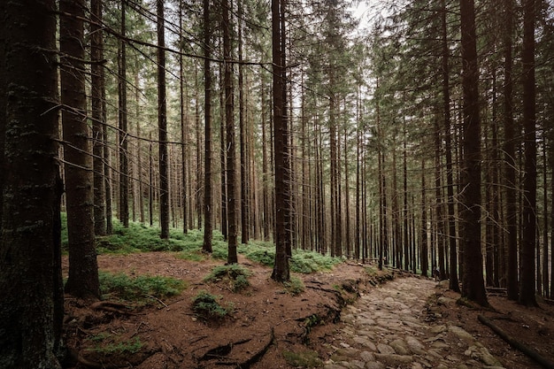 Camino de piedra en un bosque de coníferas en las montañas