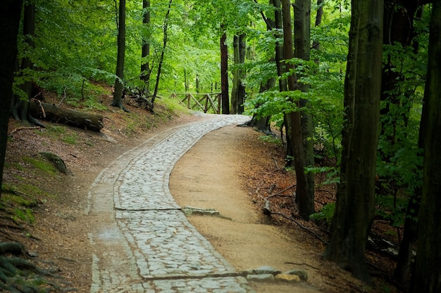 Camino de piedra en el bosque denso bosque con camino