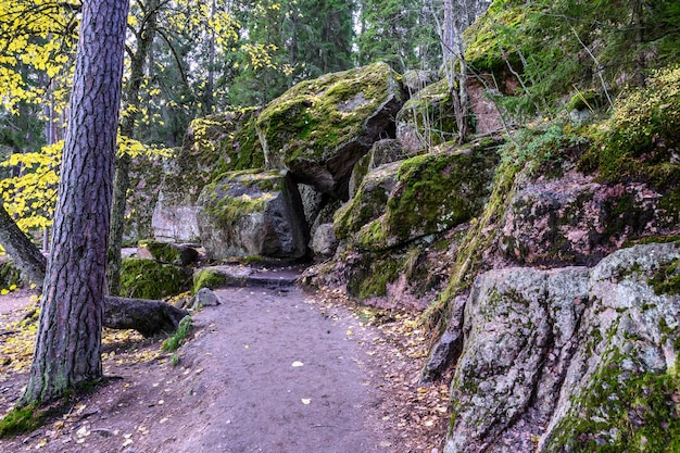 Camino de piedra caminar entre rocas y árboles belleza del norte caminar por el sendero a través del bosque