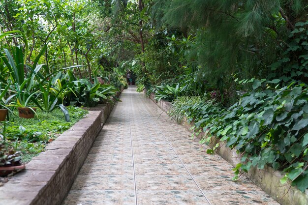Camino de piedra en el invernadero decorativo. invernadero tropical