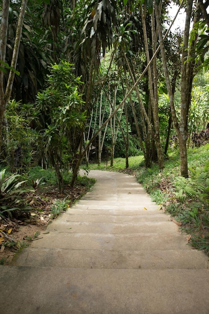 Camino de piedra del jardín