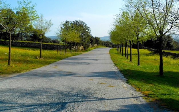 Camino de piedra a través del campo con áreas verdes y árboles a los lados