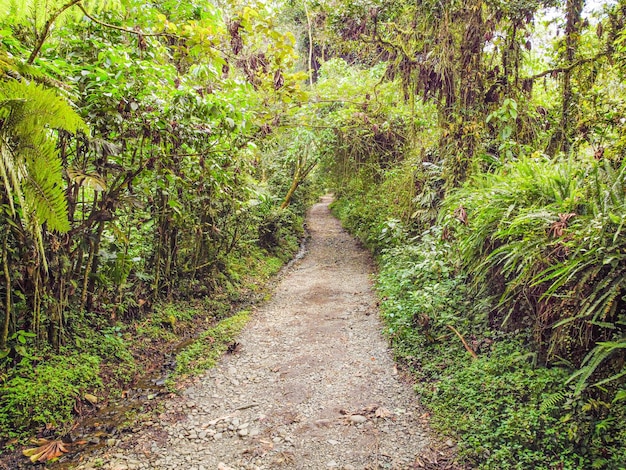 Foto camino de piedras y arboles