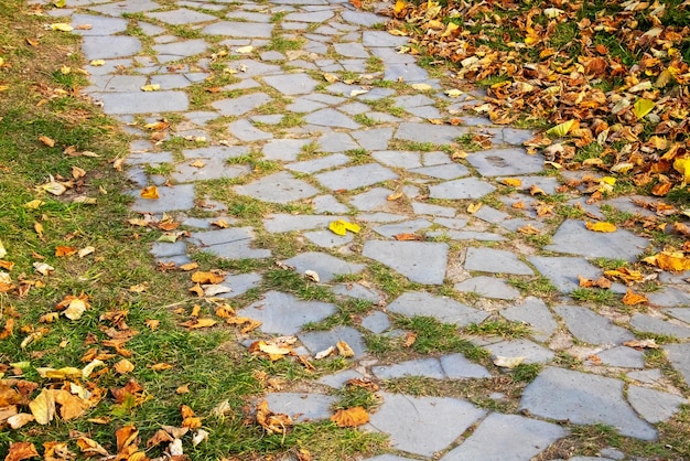 Camino de piedras y hierba y hojas amarillas.