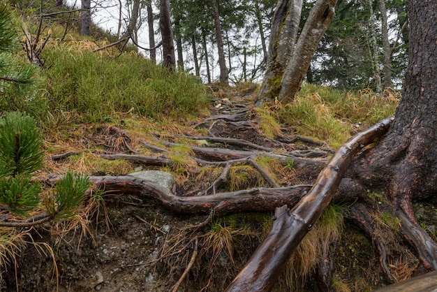 El camino de las piedras en la montaña.