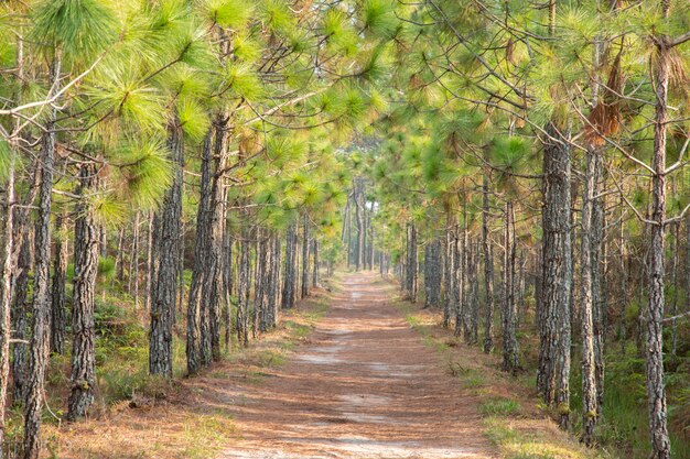 Camino bajo el pino en el bosque