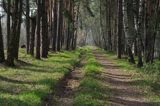 Un camino entre los pinos en una soleada mañana de primavera región de Moscú Rusia