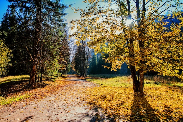 Camino de la pista en el bosque de montaña