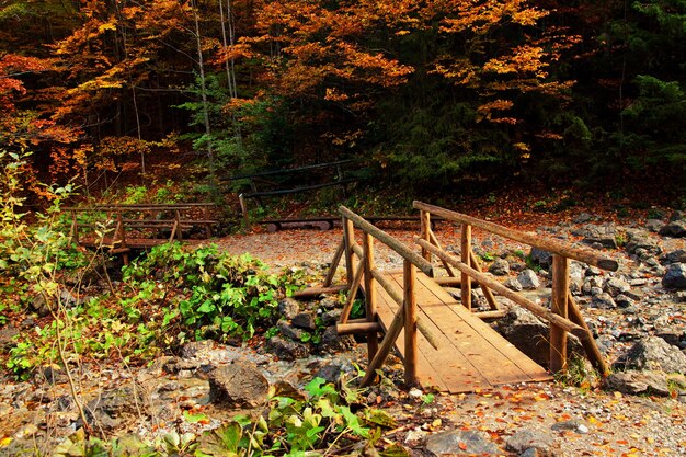 Camino de pista con puente en bosque de montaña