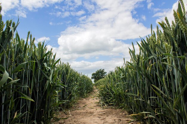 Foto camino entre las plantas de cereales que crecen en el campo