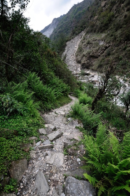 Camino entre las plantas en la montaña