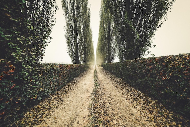 Foto camino entre las plantas