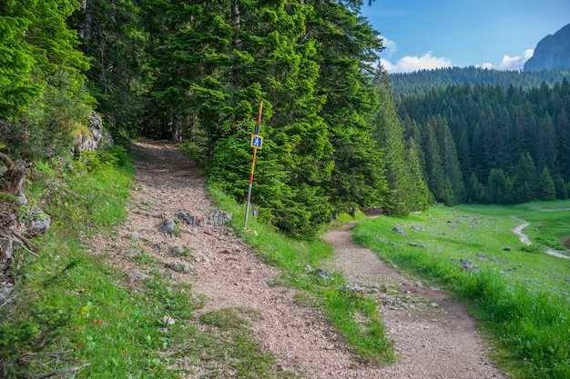 El camino para practicar senderismo en el bosque de coníferas.