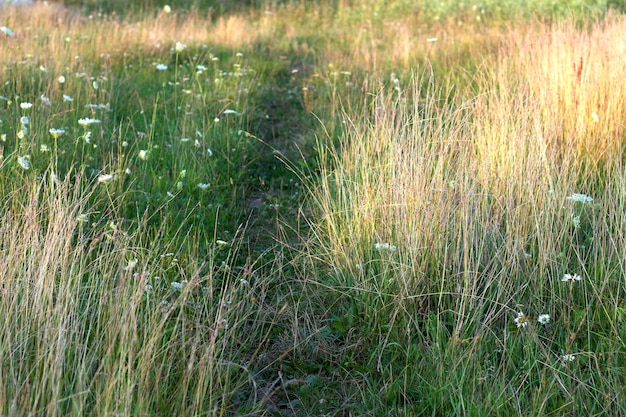 Foto camino en el prado con hierbas y plantas silvestres