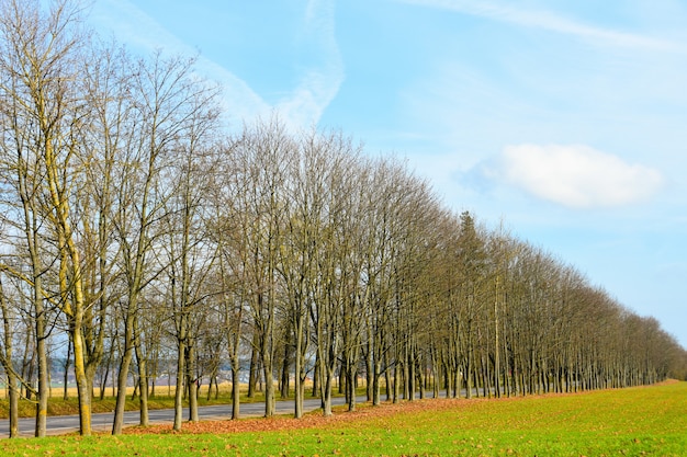 Camino de primavera