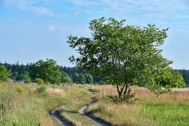 camino del pueblo al bosque