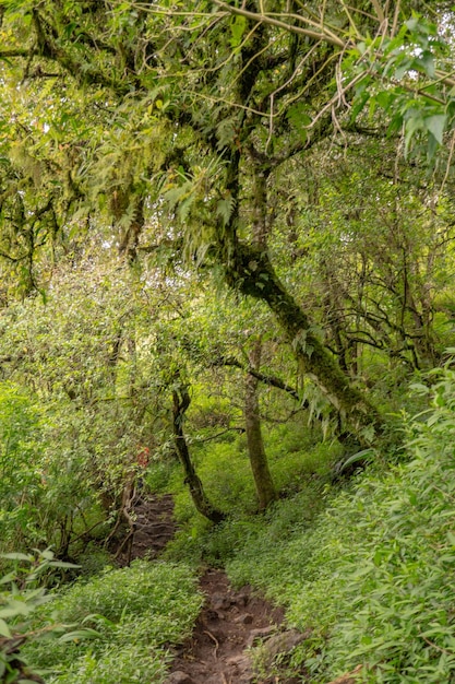 El camino que va al bosque profundo cuando es primavera