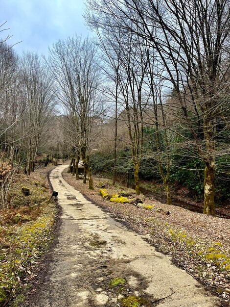 El camino que conduce al bosque de otoño.