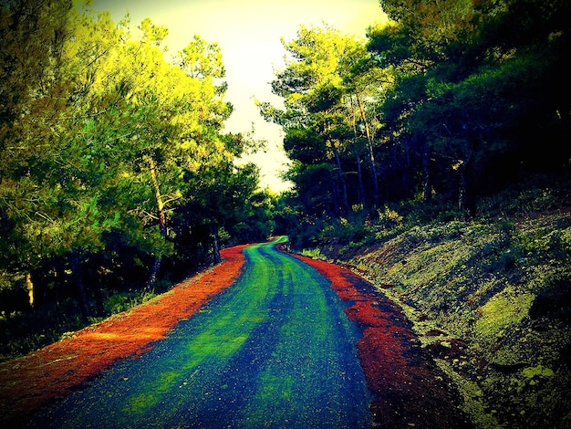 Foto camino que pasa por el bosque