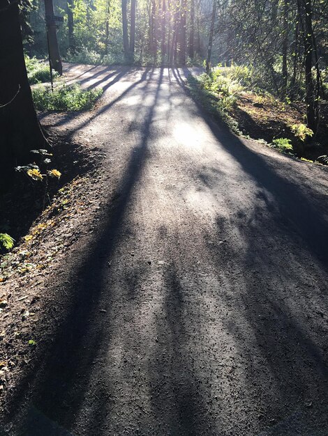 Foto camino que pasa por el bosque