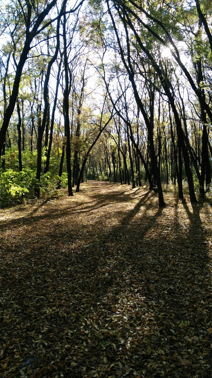 Foto camino que pasa por el bosque