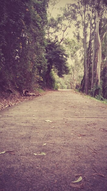 Camino que pasa por el bosque