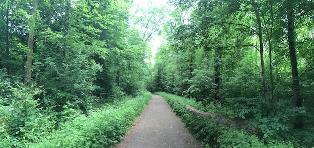 Foto camino que pasa por el bosque