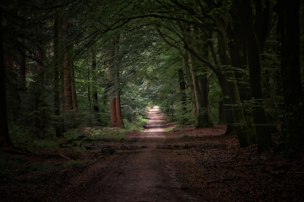 Camino que pasa por el bosque