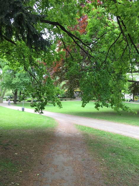 Camino que pasa por el bosque