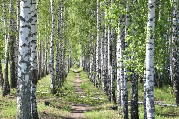 Un camino que pasa por un callejón de abedul Ulyanovsk Rusia