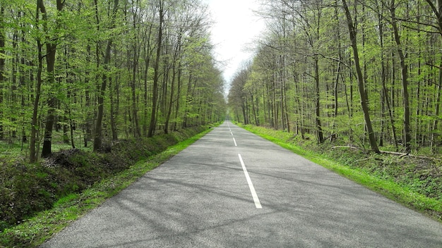 El camino recto en el bosque en un día soleado