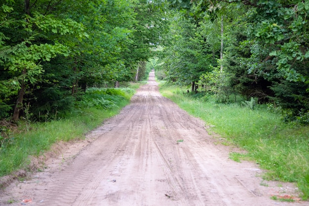 Foto camino de ripio y arena en el pinar - perspectiva decreciente.