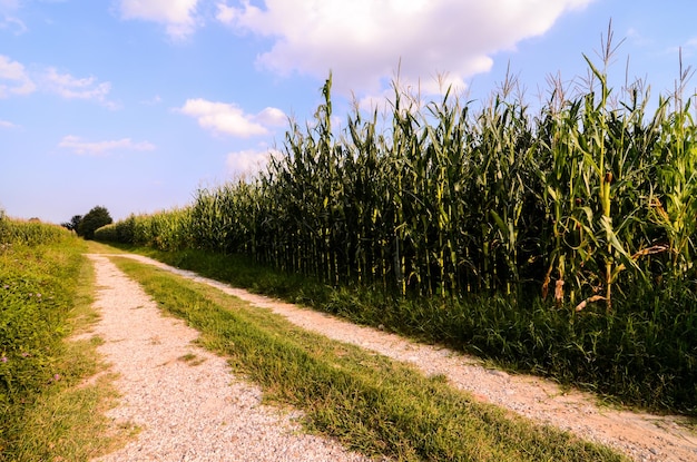 Camino de ripio de campo