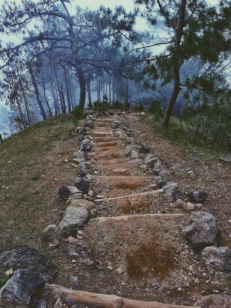 Foto camino entre rocas y árboles