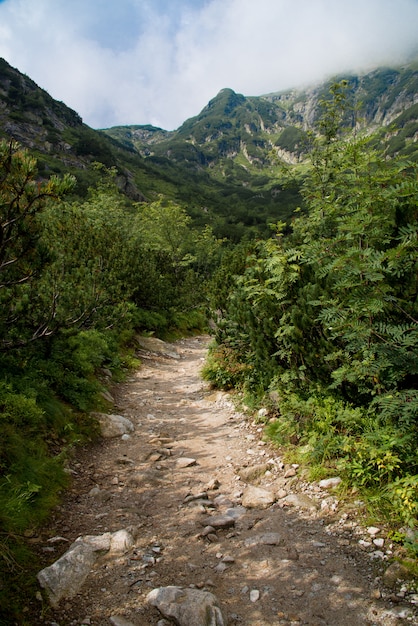 Camino rocoso en las montañas de altura en el verano.