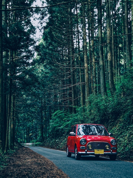 Camino rojo en medio de los árboles en el bosque