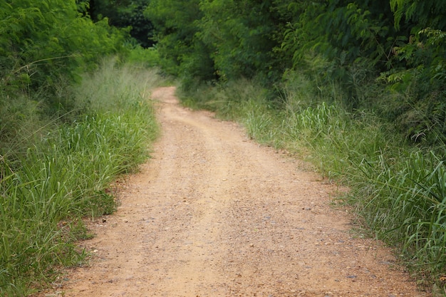 Camino rural al bosque con árboles.