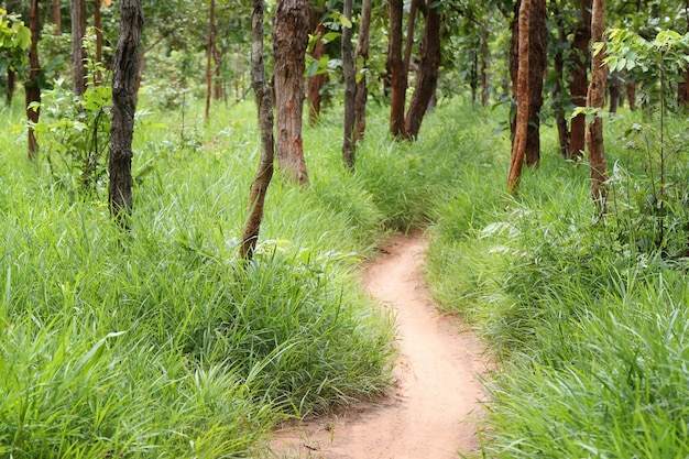 Camino rural con árboles de bosque tropical.